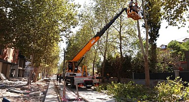 Alikahya Tramvay Hattı’nda ağaçlar budanıyor