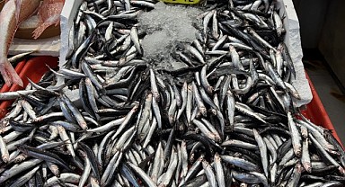 Balık sezonu açıldı! Hamsi bolluğu dikkat çekti