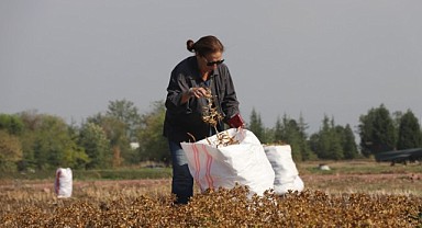 KOÜ öğrencileri kampüste aspir bitkisi üretti