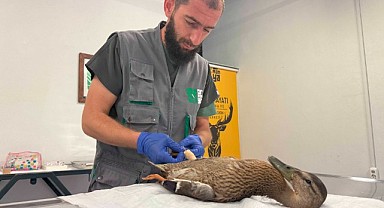 Yüzmekte zorlanan ördeğin imdadına yetiştiler