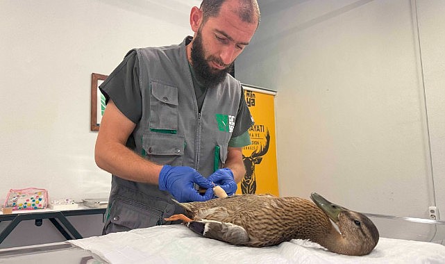 Yüzmekte zorlanan ördeğin imdadına yetiştiler