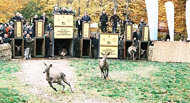 Büyükşehir'den doğaya 7 yeni kızıl geyik daha