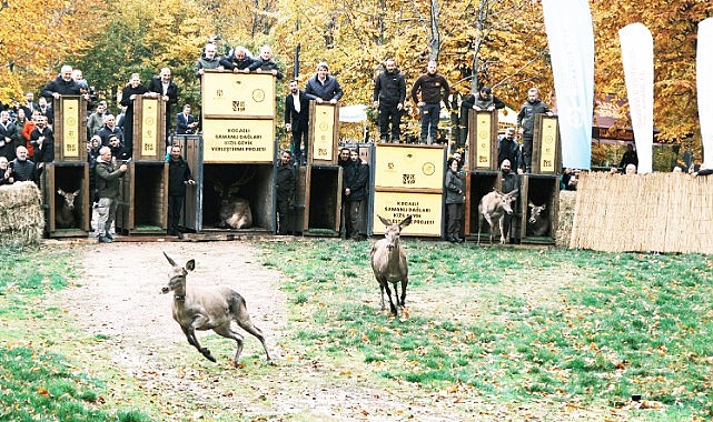 Büyükşehir'den doğaya 7 yeni kızıl geyik daha