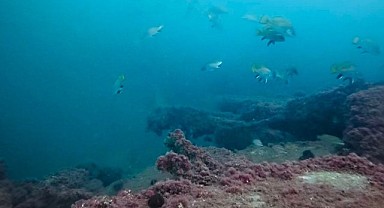 Dip çamuru temizleniyor, canlı popülasyonu artıyor!