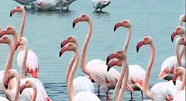 İzmit Körfezi’nin renkli misafirleri mest etti