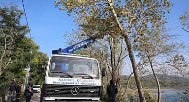 Kartepe’de ağaç budama çalışaması başladı