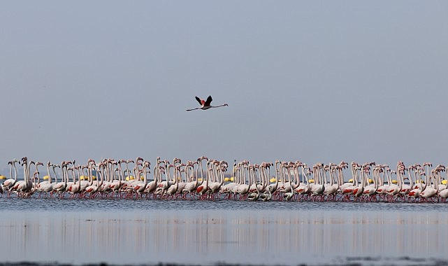 Körfez temizleniyor, biyoçeşitlilik artıyor