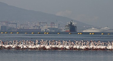 Körfez temizleniyor, biyoçeşitlilik artırıyor