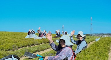 TABİP ile yetiştirilen bikilerde hasat zamanı başladı