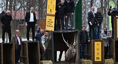 8 kızıl geyik daha doğaya salındı