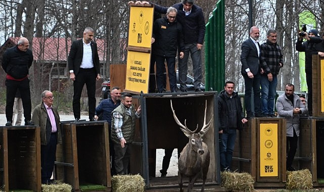 8 kızıl geyik daha doğaya salındı