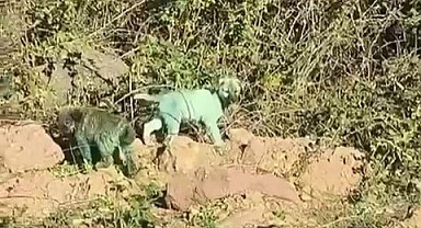 Boyalı köpekler kafaları karıştırdı!