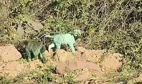 Boyalı köpekler kafaları karıştırdı!