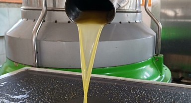 Hasadı yapılan zeytinler yağa dönüştü