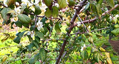 Kış günü erik ağacı çiçek açtı!