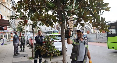 Mevsimlik budama çalışmaları başladı