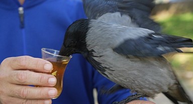 Ömer Tek, kargası Şakir’e gözü gibi bakıyor