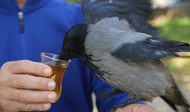Ömer Tek, kargası Şakir’e gözü gibi bakıyor