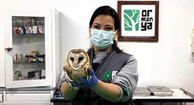 Ormanya, yaban hayvanlarına umut oluyor