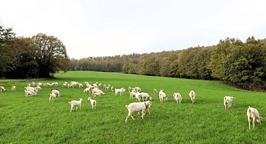 Süt otu desteği meraları berekete kavuşturdu