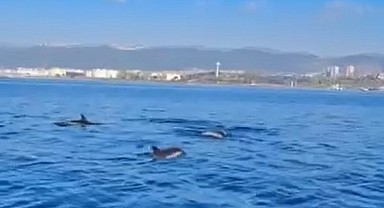 Temizlenen İzmit Körfezi’ne yunuslar akın etti