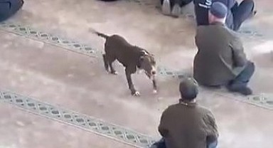 Camiye giren köpeğin sahibine ceza kesildi!