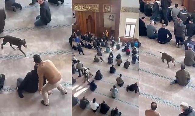Camiye pitbul cinsi köpek girdi!