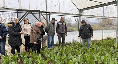 Çınarlar karalahana hasadı yaptı  
