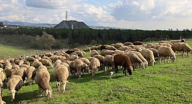 Damızlık koç desteği, sürü verimini artırdı