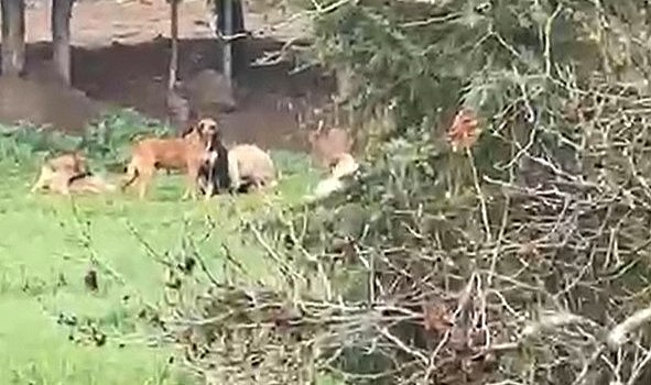 Derinceliler başıboş köpeklerden dertli!