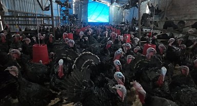 Kandıra hindileri yılbaşı sofrası için hazır!