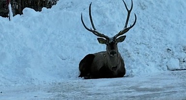 Kızıl geyikler Kartepe’de görüldü