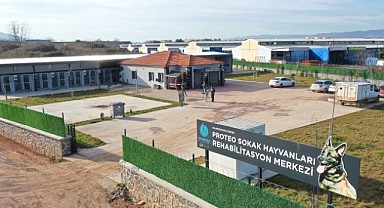 Sokak hayvanlarının yaşam alanı genişletiliyor