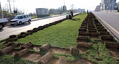 Sökülen ağaçlar yeniden dikilecek