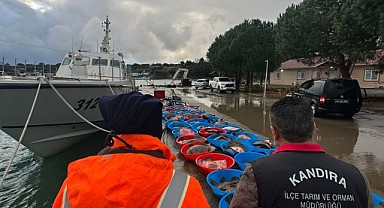 Kaçak avlanan kalkan balıklarına el konuldu!