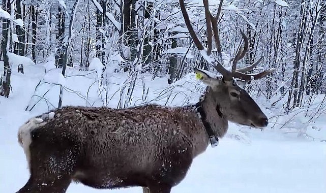 Karda süzülen geyik ilgi gördü