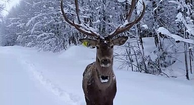 Karda süzülen geyik ilgi gördü
