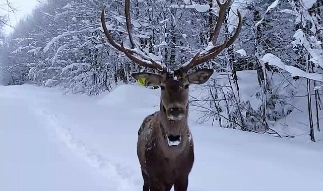 Karda süzülen geyik ilgi gördü