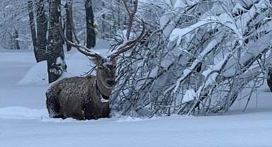 Kızıl geyikler Kartepe’nin süsü oldu