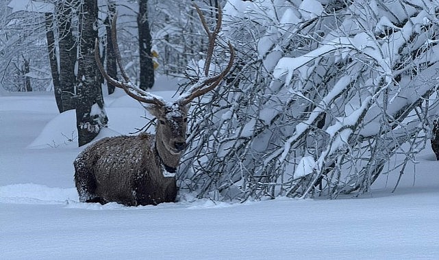 Kızıl geyikler Kartepe’nin süsü oldu