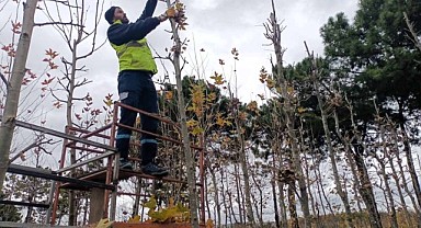 Merkez Fidanlığı Kocaeli’ye nefes oluyor!
