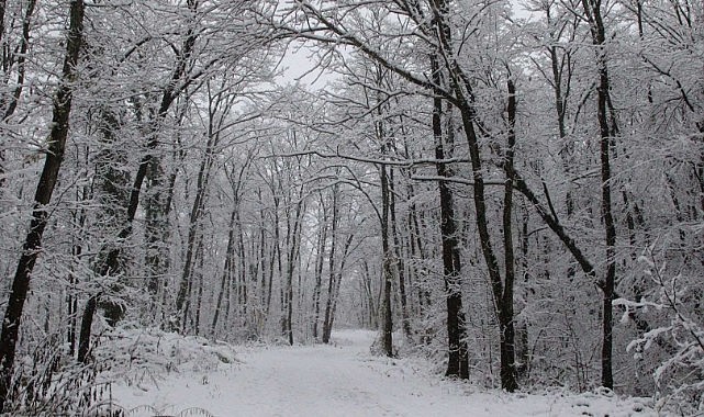 Ormanya beyaza büründü