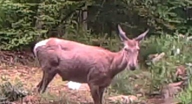 Su keyfi yapan geyik fotokapana yakalandı