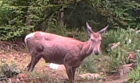 Su keyfi yapan geyik fotokapana yakalandı