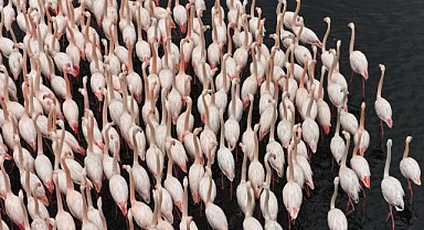 Flamingolar görsel şölen oluşturdu