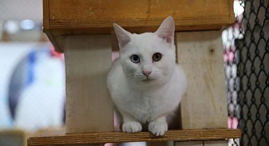 Kediler insan kaderine ışık tutuyor!