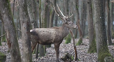 Ormanya'da yetiştirilen kızıl geyikler doğada adım adım izleniyor