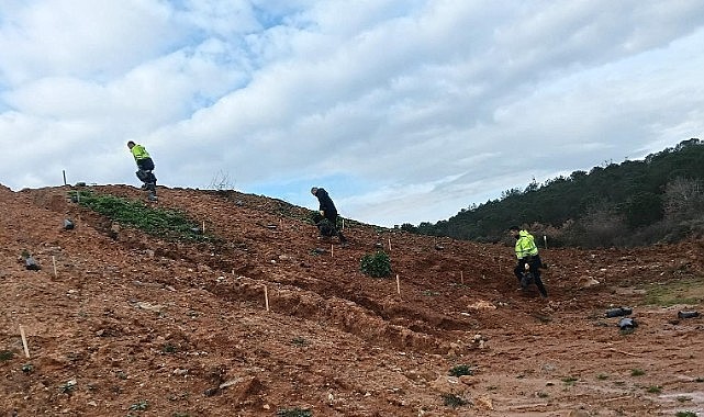 4 bin 500 sedir ağacı toprakla buluştu  