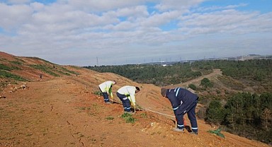 Balçık'ta ağaçlandırma sürüyor