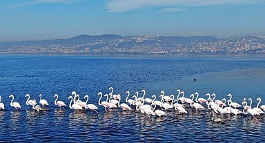 Çamur gidince allı turnalar Körfez’i mesken tuttu